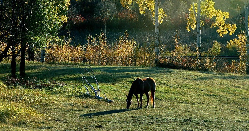 Viande de cheval : du gaspillage à l'alimentation circulaire